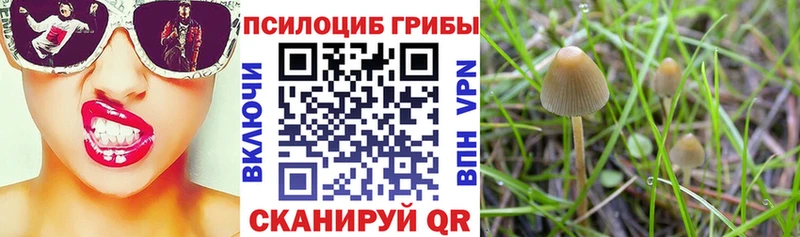 Галлюциногенные грибы Psilocybine cubensis  Озёры 